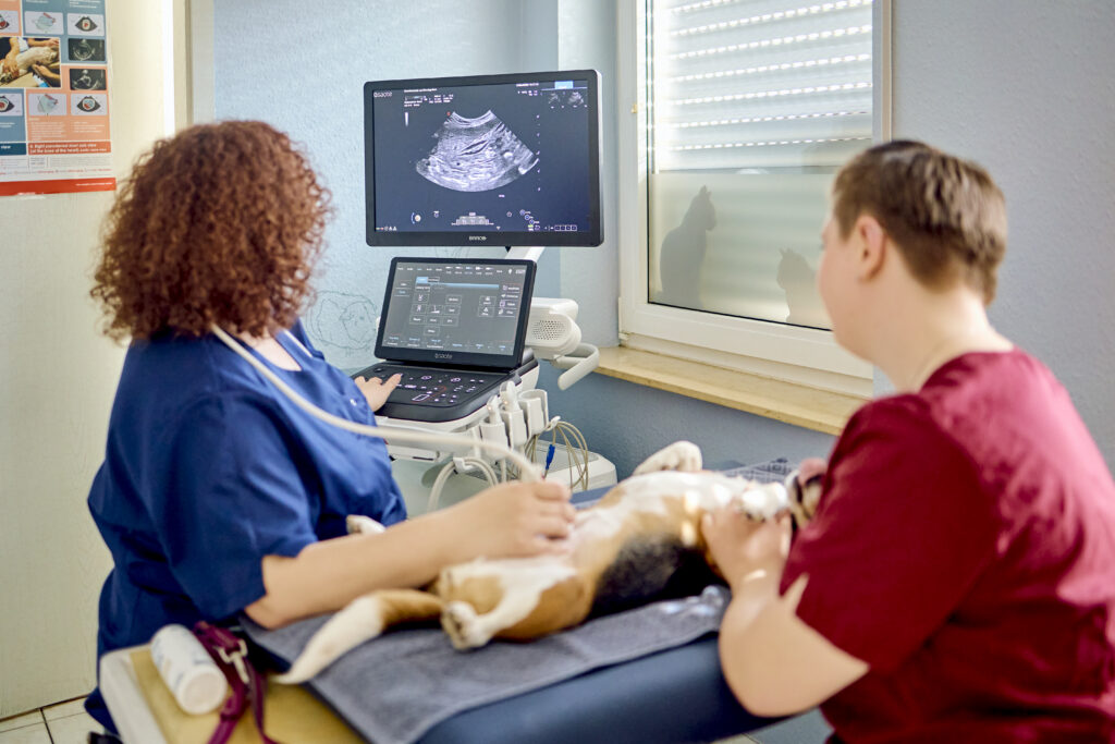 15-Gynäkologische-Untersuchung-Hund-Kleintierpraxis-am-Hirschgraben Gynäkologische Ultraschalluntersuchung beim Hund
