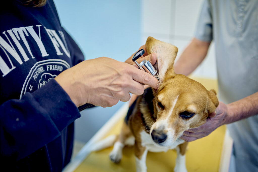 2026-05-15-Koeln-Kleintierpraxis-am-Hirschgraben-Hirschgraben-11-offenblende-SB-0001 Ohruntersuchung beim Hund.
