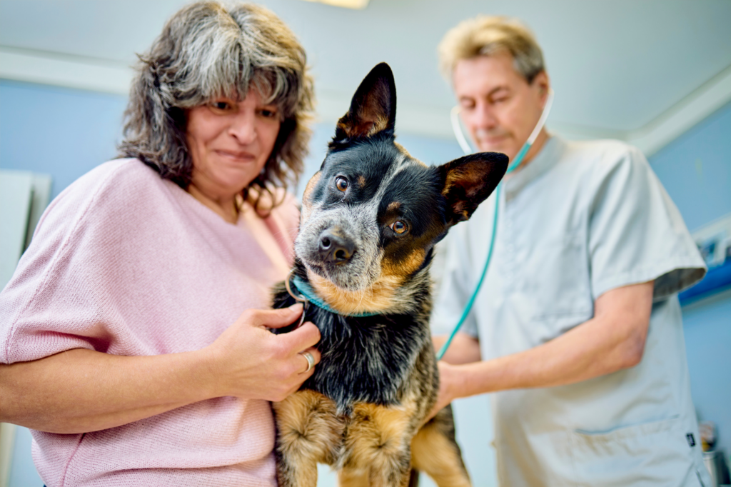 Hund auf Behandlungstisch schaut mit geneigtem Kopf in die Kamera.