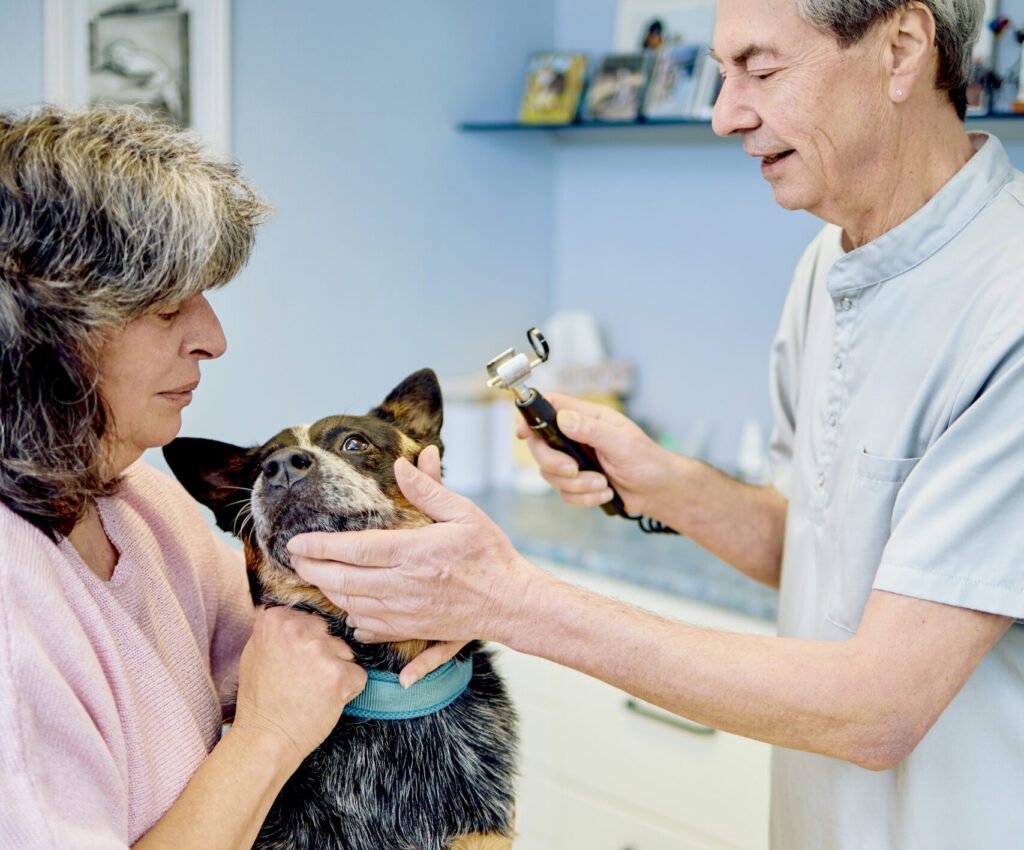 28-Ohruntersuchung-Hund-Kleintierpraxis-am-Hirschgraben Ohruntersuchung beim Hund