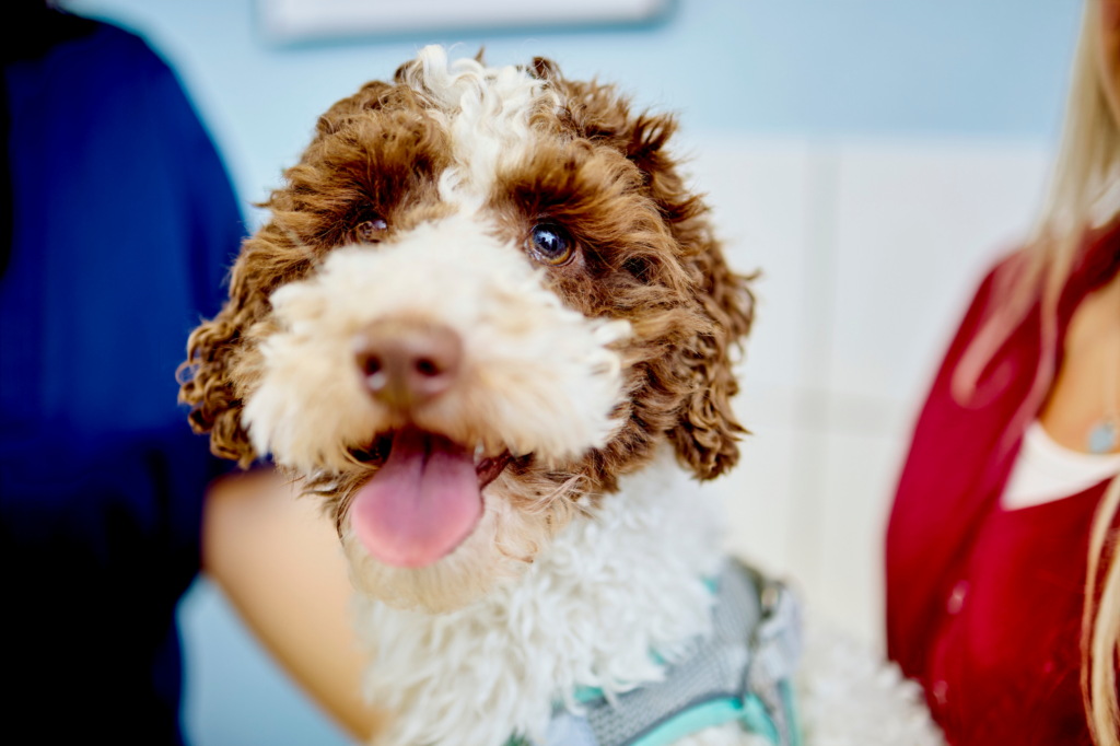 34-Portraitbild-Hund-Kleintierpraxis-am-Hirschgraben-Köln Nahaufnahme des Kopfes eines braun-weißen Hundes.