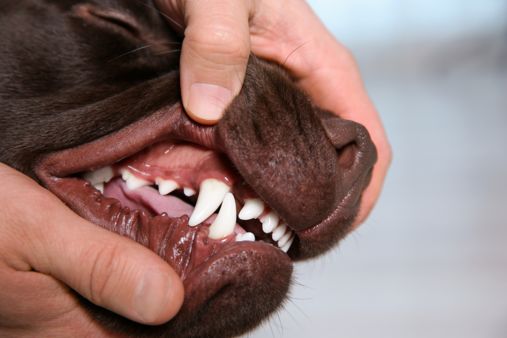 51-Zahnuntersuchung-saubere-Zähne-Hund-Kleintierpraxis-am-Hirschgraben-Köln Nahaufnahme eines Hundemauls, bei dem für eine Zahnuntersuchung die Lefzen hochgezogen werden,