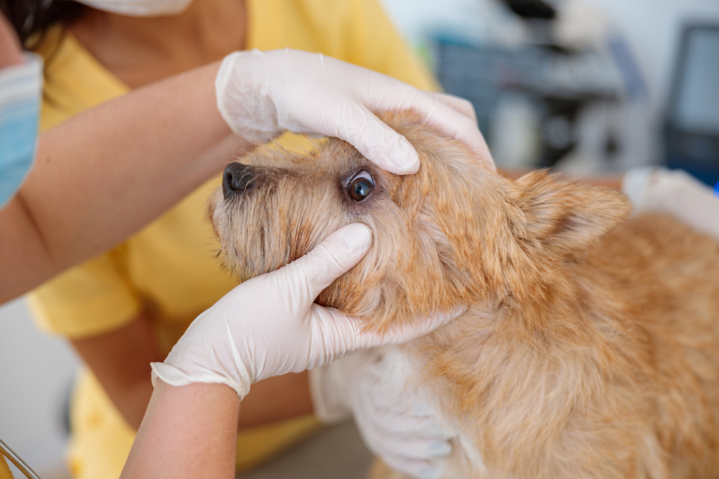 52-Augenuntersuchung-Hund-Kleintierpraxis-am-Hirschgraben-Köln Augenuntersuchung beim Hund